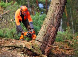 Trusted Mill Neck, NY Tree Services Experts