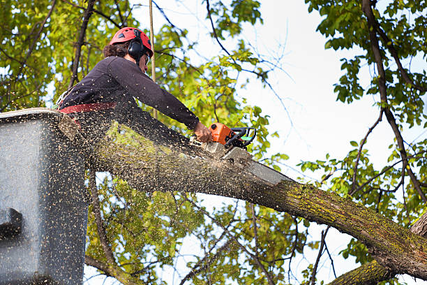 Best Seasonal Cleanup  in Mill Neck, NY