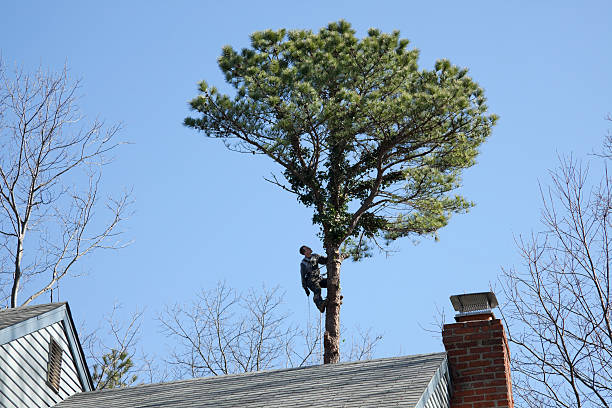 Best Tree Removal Service  in Mill Neck, NY