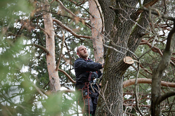 Best Root Management and Removal  in Mill Neck, NY